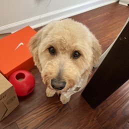 Groomer Groomer