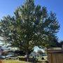 Photo of Aviles Tree Services