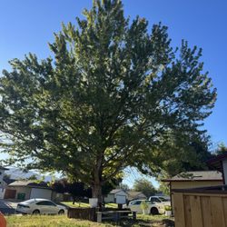 Aviles Tree Services