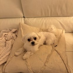 Fairfax Fancy Grooming - Maltese dog