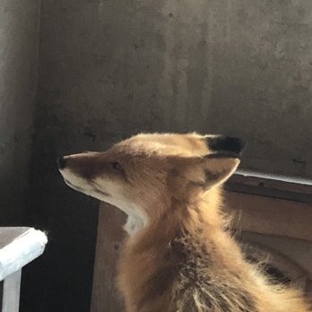 Wild Alaska Travel - Foxie Fox - Tours Near Me - Anchorage, Alaska Wild Alaska Travel - Foxie Fox - Tours Near Me - Anchorage, Alaska