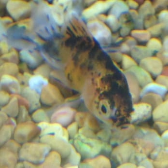 Petco - About to be a dead fish - Pet Stores Near Me - San Jose, California Petco - About to be a dead fish - Pet Stores Near Me - San Jose, California