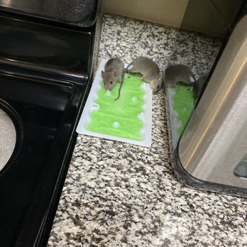 Invitation Homes - Mice - Property Management Near Me - Chandler, Arizona