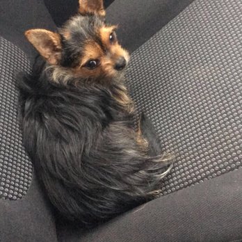 Short Bark & Sides - Ted before his hair cut - Pet Groomers Near Me - Belfast, BFS