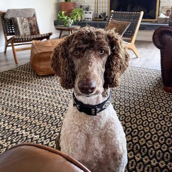 Star Dogs - Pet Groomers Near Me - La Mesa, California