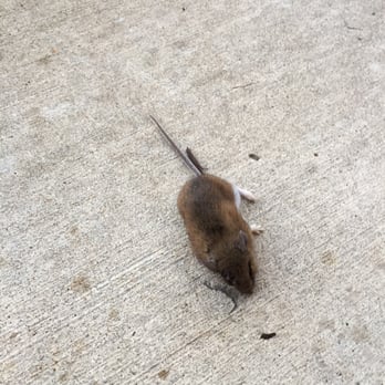 D.O.A Pest Control - 5 days after Brian serviced our yard for Voles, (outdoor burrowing field mice), we already had a dead Vole on our driveway. Awesome job! - Pest Control Near Me - Yorkville, Illinois D.O.A Pest Control - 5 days after Brian serviced our yard for Voles, (outdoor burrowing field mice), we already had a dead Vole on our driveway. Awesome job! - Pest Control Near Me - Yorkville, Illinois