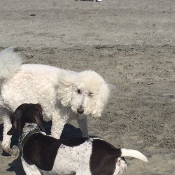 Coronado Dog Beach - Beaches Near Me - Coronado, California