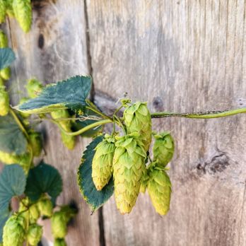 The Pub at North Coast Brewing - Beer hops!!! - Breweries Near Me - Fort Bragg, California The Pub at North Coast Brewing - Beer hops!!! - Breweries Near Me - Fort Bragg, California