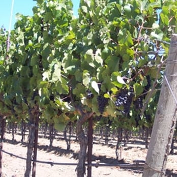 Sanford Winery - Wineries Near Me - Lompoc, California Sanford Winery - Wineries Near Me - Lompoc, California