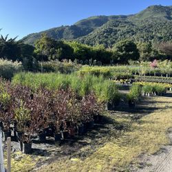 Drought Resistant Nursery
