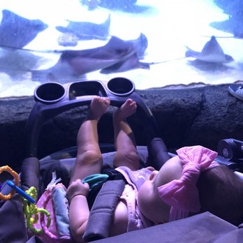 Austin Aquarium - Sting rays are a huge hit with all the kids. - Aquariums Near Me - Austin, Texas