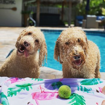 Get Your Groom On - Pet Groomers Near Me - Melbourne Beach, Florida Get Your Groom On - Pet Groomers Near Me - Melbourne Beach, Florida