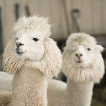 Alpaca Direct - Our alpacas - Women's Clothing Near Me - Post Falls, Idaho Alpaca Direct - Our alpacas - Women's Clothing Near Me - Post Falls, Idaho