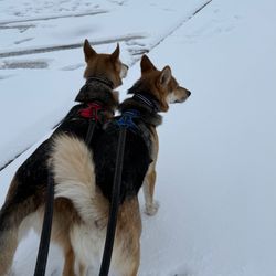Paw Jet