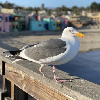 Capitola State Beach - Poor bird is missing a foot. - Beaches Near Me - Capitola, California Capitola State Beach - Poor bird is missing a foot. - Beaches Near Me - Capitola, California