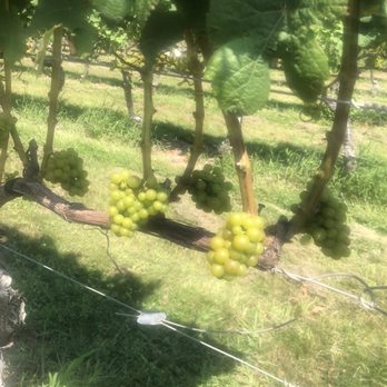 Lenz Winery - Grapes on the vine - Wineries Near Me - Peconic, New York