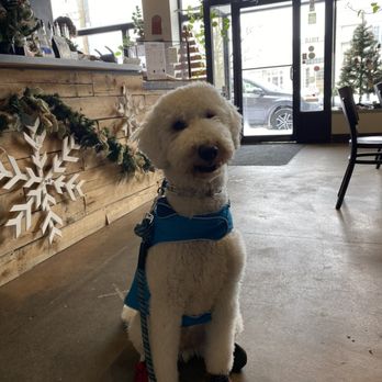 Redtree Art Gallery and Coffee Shop - Dog approved (to-go only) - Art Galleries Near Me - Cincinnati, Ohio Redtree Art Gallery and Coffee Shop - Dog approved (to-go only) - Art Galleries Near Me - Cincinnati, Ohio