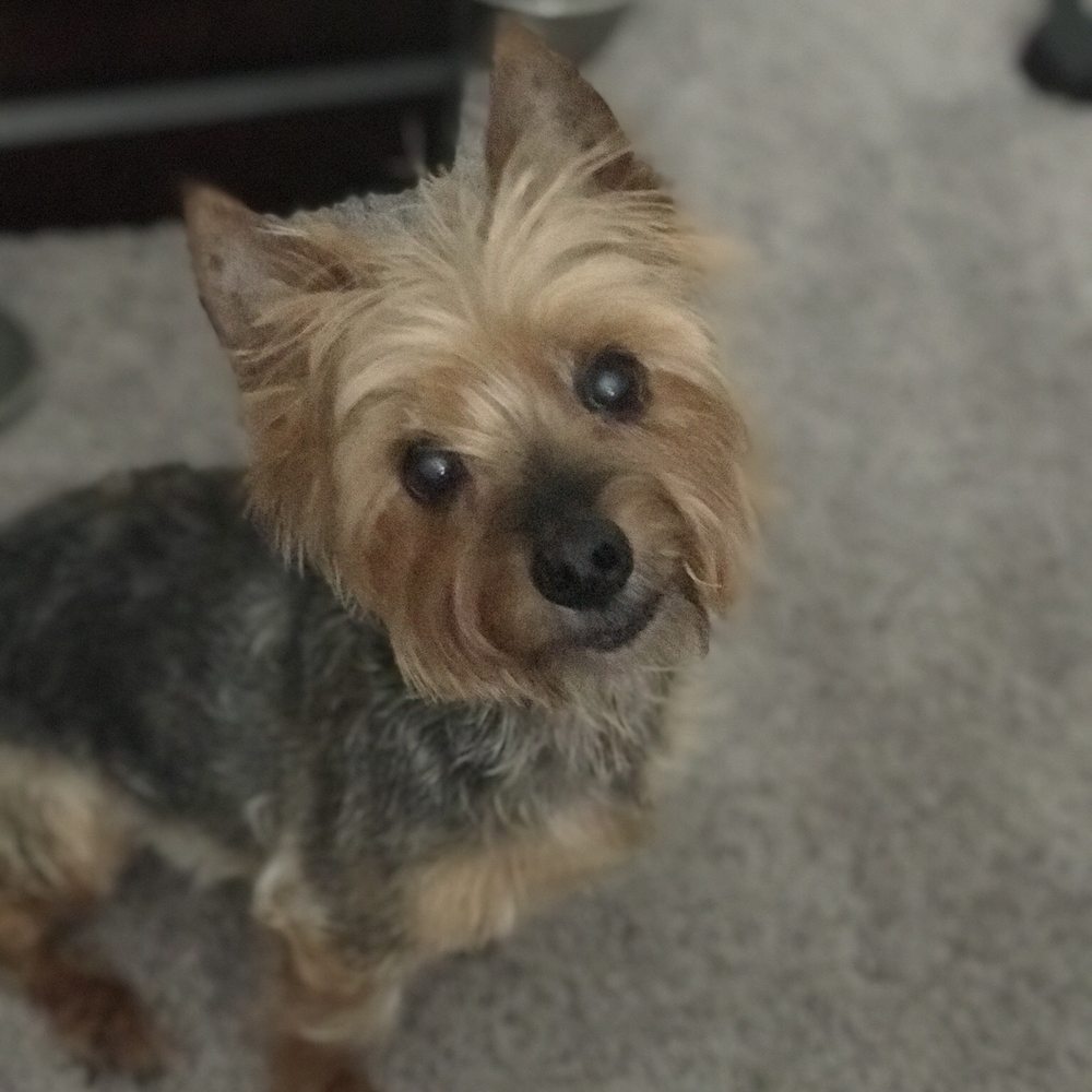 D's Doggie Do's & Cats Too - Pet Groomers Near Me - Bloomington, Indiana