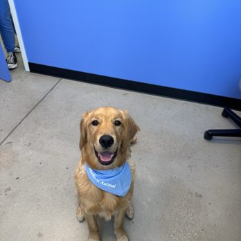 Modern Animal Mueller - Veterinarians Near Me - Austin, Texas
