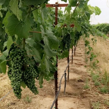 m2 Wines - Beautiful day in the vineyard - Wine Tasting Room Near Me - Acampo, California