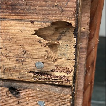 Affordable Termite Control - termites - Pest Control Near Me - Orange, California Affordable Termite Control - termites - Pest Control Near Me - Orange, California