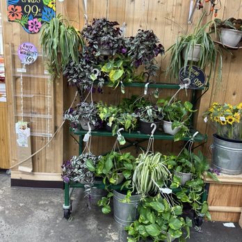 Trader Joe's - Plants - Grocery Near Me - New York, New York Trader Joe's - Plants - Grocery Near Me - New York, New York