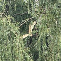 Arbor Max Tree Service