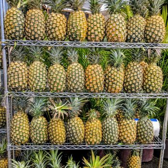 Diamond Head State Monument - Fresh pineapples for days! - Parks Near Me - Honolulu, Hawaii Diamond Head State Monument - Fresh pineapples for days! - Parks Near Me - Honolulu, Hawaii