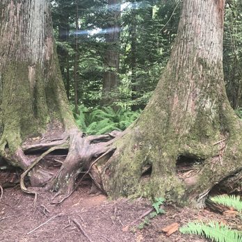 Whatcom Falls Park - Wood shark - Dog Parks Near Me - Bellingham, Washington