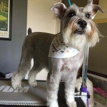 Wagmore Mobile Pet Spa - Pet Groomers Near Me