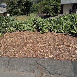 Tree is gone and we're ready to plant something new.