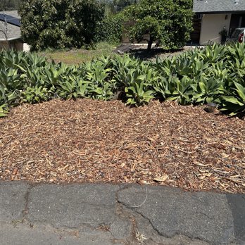 Alonzo's Tree Service - Tree is gone and we're ready to plant something new. - Tree Services Near Me Alonzo's Tree Service - Tree is gone and we're ready to plant something new. - Tree Services Near Me