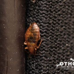 Otho's Pest Management