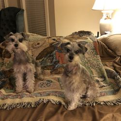 Andy's Animals - The girls.