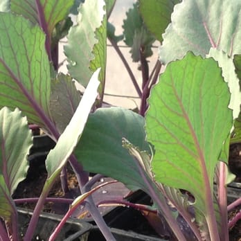 Veggielution - Farmers Market Near Me - San Jose, California Veggielution - Farmers Market Near Me - San Jose, California