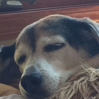 Walgreens - a dog sleeping on a bed - Cosmetics & Beauty Supply Near Me - Wichita, Kansas Walgreens - a dog sleeping on a bed - Cosmetics & Beauty Supply Near Me - Wichita, Kansas