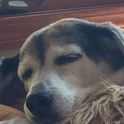 Walgreens