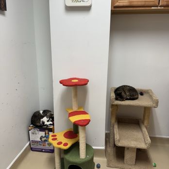 Patriot Pawsabilities - The quiet room for shy kitties - Pet Adoption Near Me - Fairfax, Virginia Patriot Pawsabilities - The quiet room for shy kitties - Pet Adoption Near Me - Fairfax, Virginia