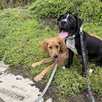 Baker Pet Care - Puppies have a blast @Bakerpetcare - Pet Sitting Near Me Baker Pet Care - Puppies have a blast @Bakerpetcare - Pet Sitting Near Me