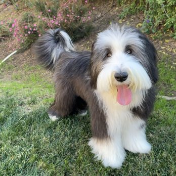 So Fetch Mobile Dog Grooming - Who's the most beautiful boy?! - Pet Groomers Near Me - Riverside, California So Fetch Mobile Dog Grooming - Who's the most beautiful boy?! - Pet Groomers Near Me - Riverside, California