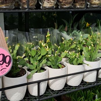 Trader Joe's - Spring cactus floral selections - Grocery Near Me - Las Vegas, Nevada Trader Joe's - Spring cactus floral selections - Grocery Near Me - Las Vegas, Nevada