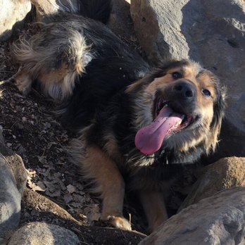 Grandview Dog Park - Tired from all the running around - Dog Parks Near Me - Aurora, Colorado