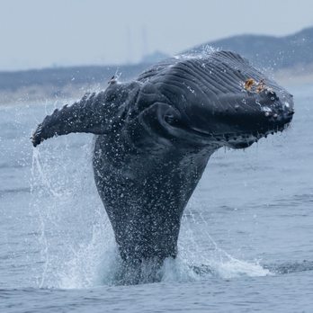 Sanctuary Cruises - Humpback breaching - Boat Charters Near Me - Moss Landing, California Sanctuary Cruises - Humpback breaching - Boat Charters Near Me - Moss Landing, California