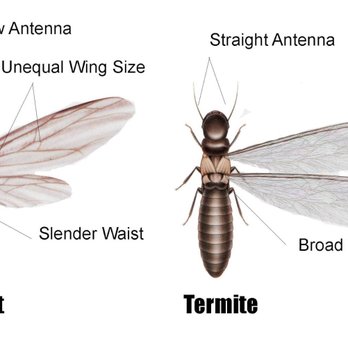 Millions Home Service - Pest Control Near Me Millions Home Service - Pest Control Near Me