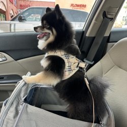Waggin Tails Lounge - Happy dog after his haircut