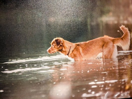 Lazy Dog Restaurant & Bar by null