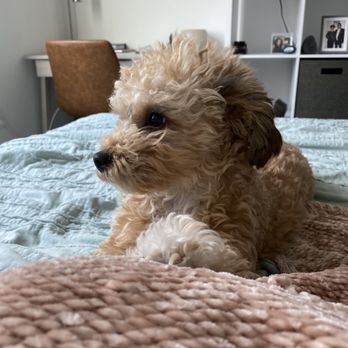 Vanity Pups - Pet Sitting Near Me - Bayside, New York