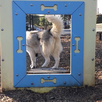 Dogbone Meadows - Picture frame for puppies - Pets Near Me - Novato, California Dogbone Meadows - Picture frame for puppies - Pets Near Me - Novato, California