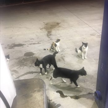 Road Ranger - Can somebody say "meow" - Gas Stations Near Me - Sonora, Texas