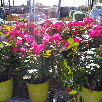 The Home Depot - Beautiful rose bushes! - Hardware Stores Near Me - Midwest City, Oklahoma The Home Depot - Beautiful rose bushes! - Hardware Stores Near Me - Midwest City, Oklahoma